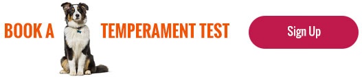 Central Pet Doggy Daycare Temperament Test
