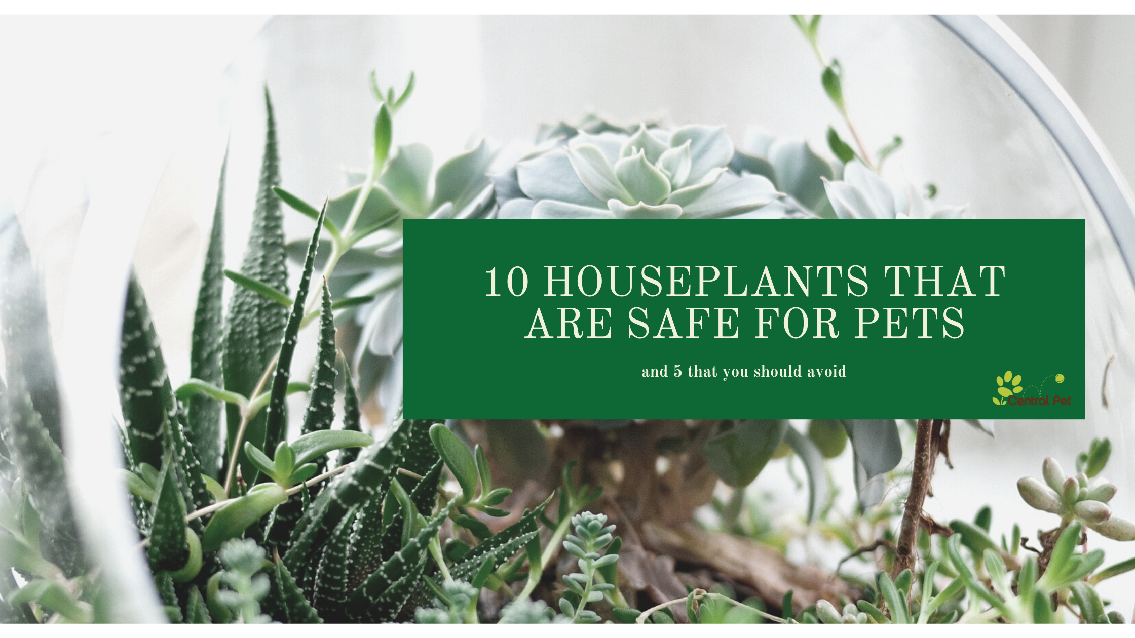10 houseplants that are safe for pets