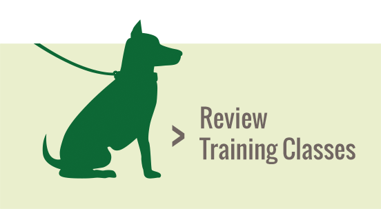 Review Dog Training Classes at Central Pet