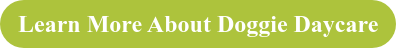 Learn More About Doggie Daycare