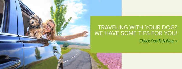Find Tips for Traveling with Your Dog 