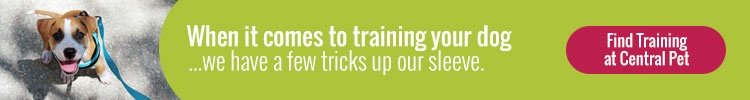Dog Training in Tucson at Central Pet Arizona