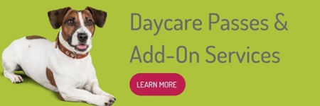 learn more about central pet's doggy daycare passes and add on pet services