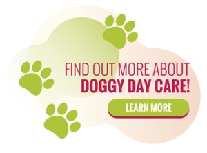 learn more about dog daycare at central pet in tucson