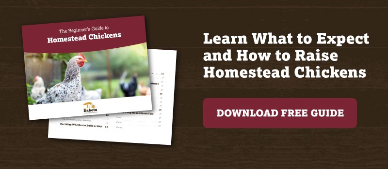 Learn What to Expect and How to Raise Homestead Chickens