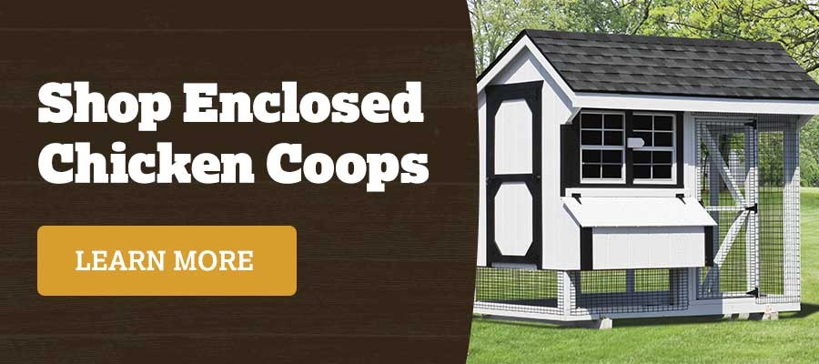 Shop Enclosed Chicken Coops