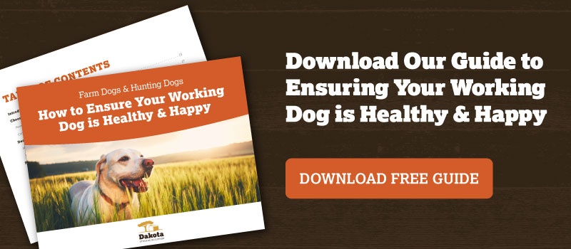 Farm Dogs & Hunting Dogs: How to Ensure Your Working Dog is Healthy & Happy