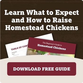 Learn what to expect and how to raise homestead chickens