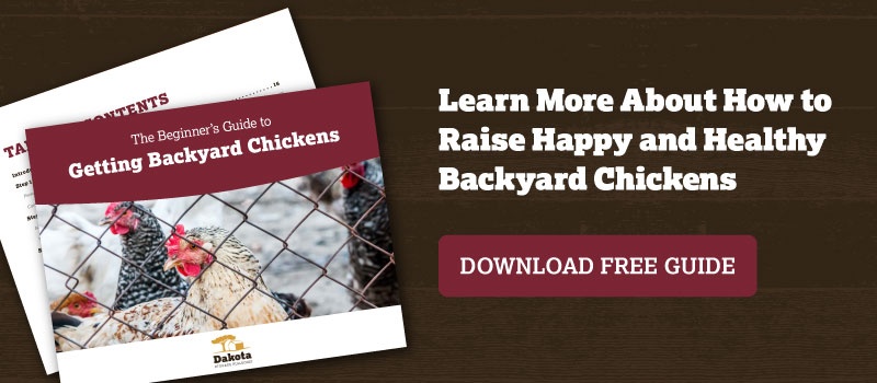 Learn More About How to Raise Happy and Healthy Backyard Chickens