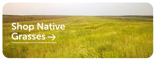 shop native grasses