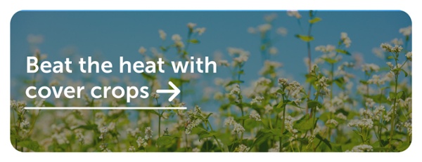 beat the heat with cover crops cta