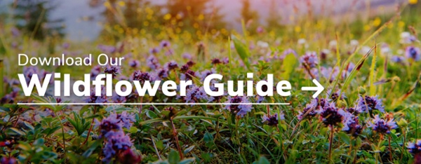 Download Our Wildflower Guide