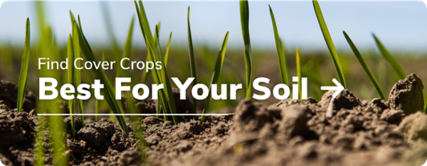 Find Cover Crops Best For Your Soil