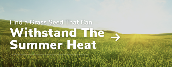 drought resistant grass