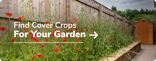 Find cover crops for your garden
