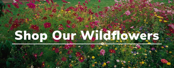 Shop Our Wildflowers