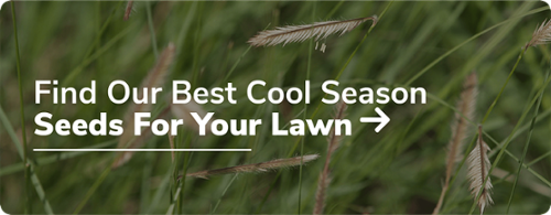 Find Our Best Cool Season Seeds For Your Lawn