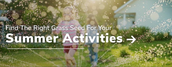 Find The Right Grass Seed For Your Summer Activities