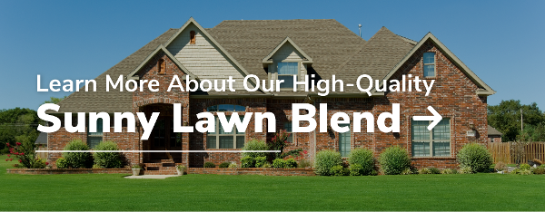 sunny lawn blend