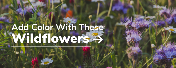 colorful wildflowers
