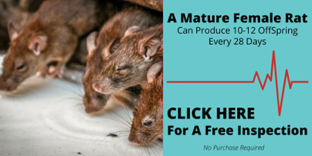 Rats Mating, rats breeding