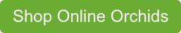Shop Online Orchids