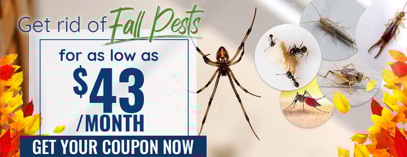 Get rid of all pests for as low as $43/month. Get your coupon now: https://learn.myaipm.com/spring-pests-ho-pest-control?hsCtaTracking=5358912f-a850-4976-b176-d2cc752a44e1%7C03d909fc-77b5-477e-8d60-00ff7f7f984a