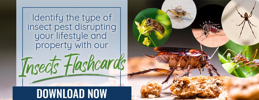 identify the type of insect pest disrupting your lifestyle and property with our insect flashcards. download now!