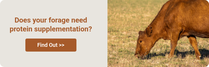 Does your forage need protein supplementation? &nbsp;