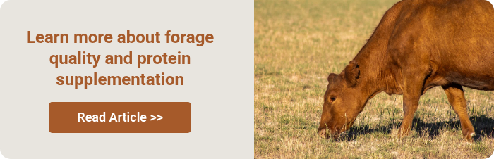 Learn more about forage quality and protein supplementation &nbsp;