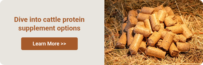 Dive into cattle protein supplement options &nbsp;