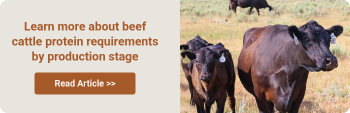 Learn more about beef cattle protein requirements by production stage &nbsp;