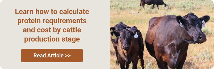Learn how to calculate protein requirements and cost by cattle production stage &nbsp;
