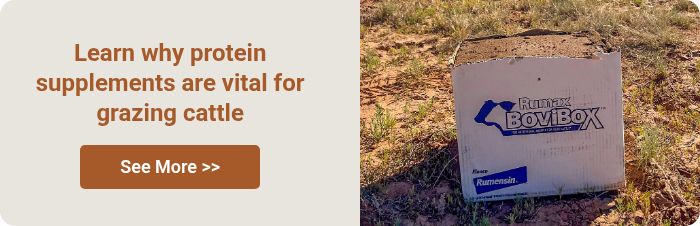 Learn why protein supplements are vital for grazing cattle &nbsp;