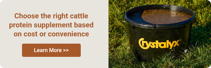 Choose the right&nbsp;cattle protein supplement based on cost or convenience &nbsp;